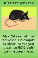 Kísérleti patkány